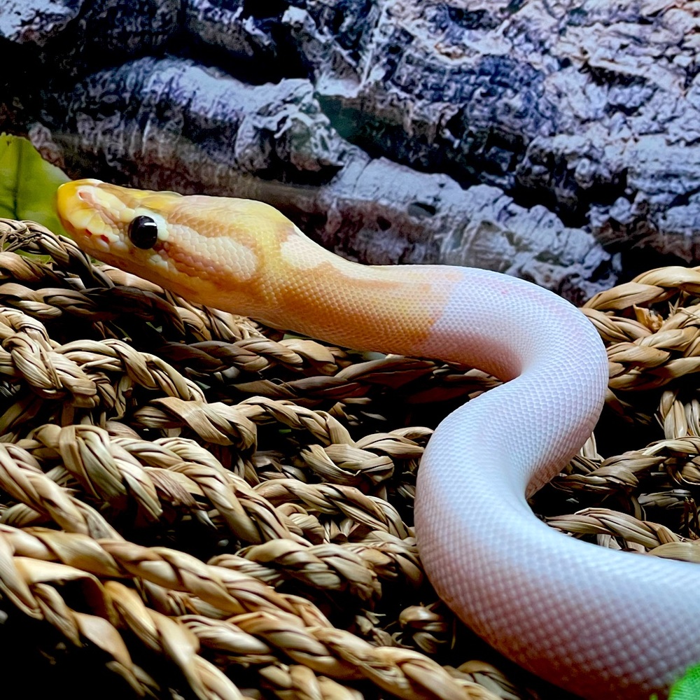 Meet your Posher, Tracie